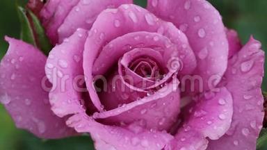 很漂亮的<strong>紫色玫瑰</strong>
